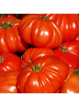 Pomodoro Cuore di Bue | ‎ Bestprato by Hortus