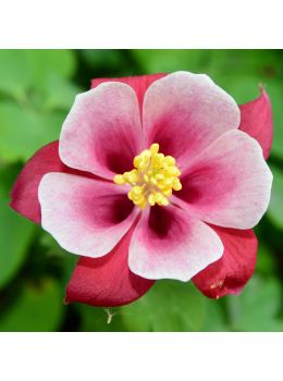 Semi di Aquilegia (Aquilegia caerulea)