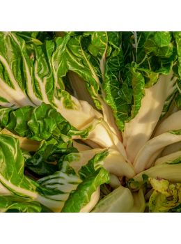 Bietola da Coste Verde a Costa Lunga Argentata 2 | ‎ Bestprato by Hortus