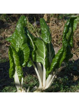 Bietola da Coste Biologica | ‎ Bestprato by Hortus