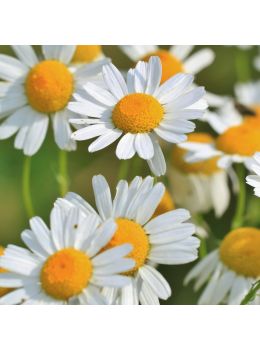 Camomilla | ‎ Bestprato by Hortus