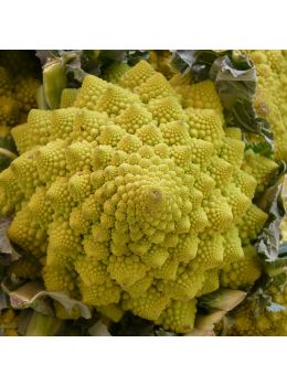 Broccolo Romanesco | ‎ Bestprato by Hortus