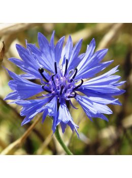 Semi di Centaurea o Fiordaliso Doppio (Centaurea cyanus)