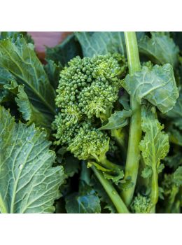 Cima di Rapa Novantina Testa Grossa | ‎ Bestprato by Hortus