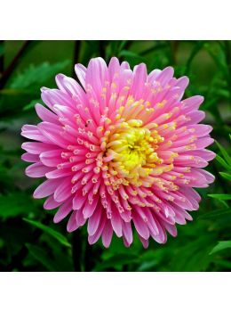 Semi di Astro Principessa (Callistephus chinensis)