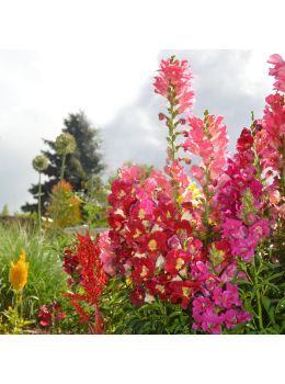 Semi di Bocca di Leone Alta (Antirrhinum majus)