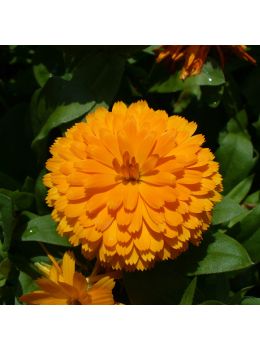 Semi di Calendula Gigante (Calendula officinalis)