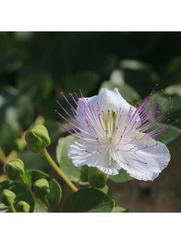 Cappero | ‎ Bestprato by Hortus