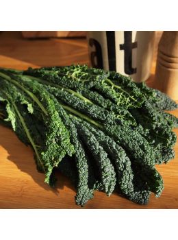 Cavolo Laciniato Nero di Toscana | ‎ Bestprato by Hortus