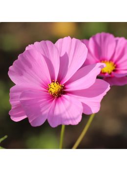 Semi di Cosmea Sensation in Mix (Cosmos bipinnatus)