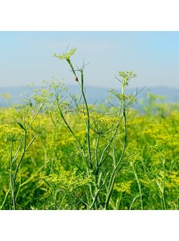 Finocchio Selvatico | ‎ Bestprato by Hortus