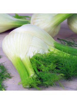 Finocchio Romanesco | ‎ Bestprato by Hortus