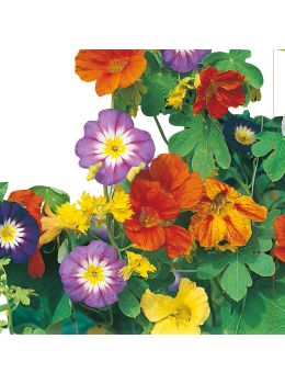 Miscuglio di Fiori Rampicanti | ‎ Bestprato by Hortus