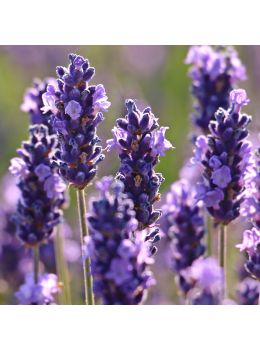 Semi di Lavanda (Lavandula spica)