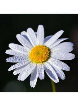 Semi di Margherita da Prato (Bellis Perennis)