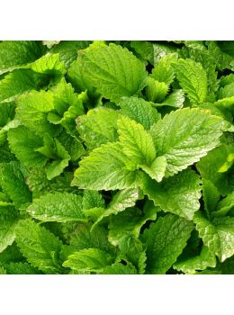 Melissa Citronella | Bestprato by Hortus