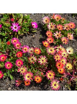 Mesembriantemo | ‎ Bestprato by Hortus