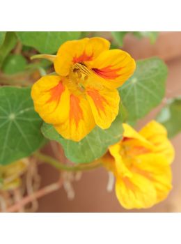 Semi di Nasturzio Rampicante (Tropaeolum majus)