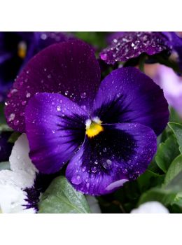 Semi di Viola del Pensiero (Violet tricolor)