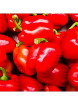 Peperone Quadrato d'Asti Rosso | ‎ Bestprato by Hortus