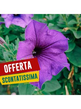 Semi di Petunia Ibrida Grandiflora in Mix (Petunia hybrida)