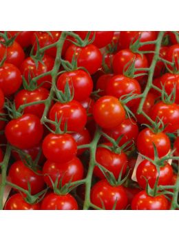 Pomodoro Red Cherry | ‎ Bestprato by Hortus