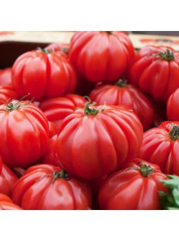 Pomodoro Costoluto Fiorentino | ‎ Bestprato by Hortus