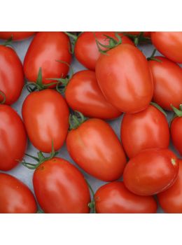 Pomodoro Roma V.F. | ‎ Bestprato by Hortus