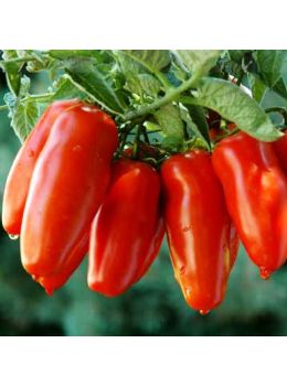 Pomodoro San Marzano 3 | ‎ Bestprato by Hortus