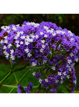 Semi di Statice Sinuata  (Limonium sinuatum)