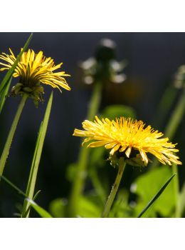 Tarassaco | ‎ Bestprato by Hortus