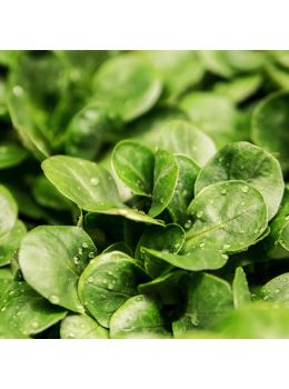 Valeriana d'Olanda a Seme Grosso | ‎ Bestprato by Hortus