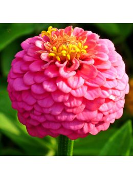 Semi di Zinnia Pompon Lilliput (Zinnia elegans)