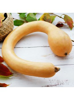 Zucca Trombetta di Albenga | ‎ Bestprato by Hortus