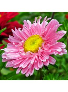 Semi di Astro Semplice (Callistephus chinensis)