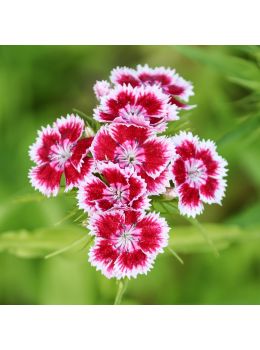 Semi di Garofano dei Poeti (Dianthus barbatus)