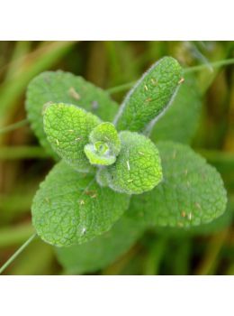 Hierba Buena | ‎ Bestprato by Hortus