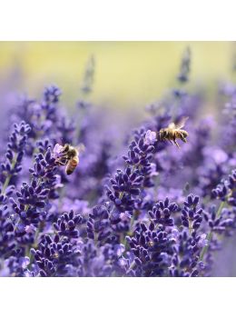 Lavanda | ‎ Bestprato by Hortus