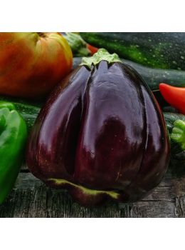 Melanzana Violetta di Firenze | ‎ Bestprato by Hortus