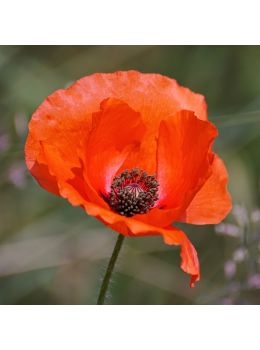 Semi di Papavero daGlaucum Red (Papaver rhoeas)