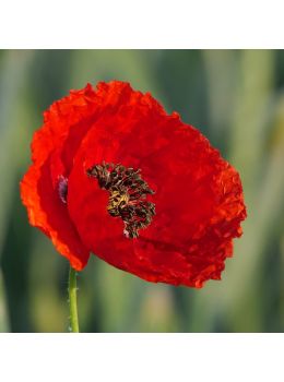 Papavero | ‎ Bestprato by Hortus