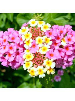 Verbena | ‎Bestprato by Hortus