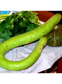 Zucca Serpente di Sicilia | ‎ Bestprato by Hortus