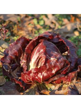 Cicoria Rossa di Verona Precoce | ‎ Bestprato by Hortus
