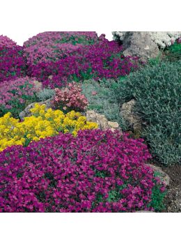 Semi di Miscuglio di Fiori da Roccia (Flower mix)