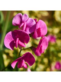 Semi di Pisello Odoroso in Mix (Lathyrus odoratus)