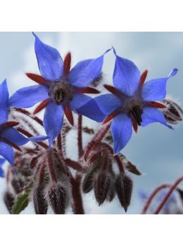 Borragine | ‎ Bestprato by Hortus