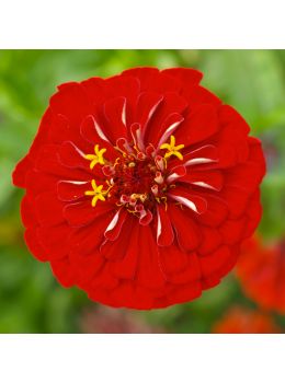 Semi di Zinnia Gigante della California (Zinnia elegans)
