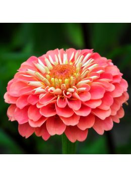 Semi di Zinnia Gigante a fior di Dalia (Zinnia elegans)