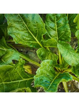 Spinacio Matador | ‎ Bestprato by Hortus